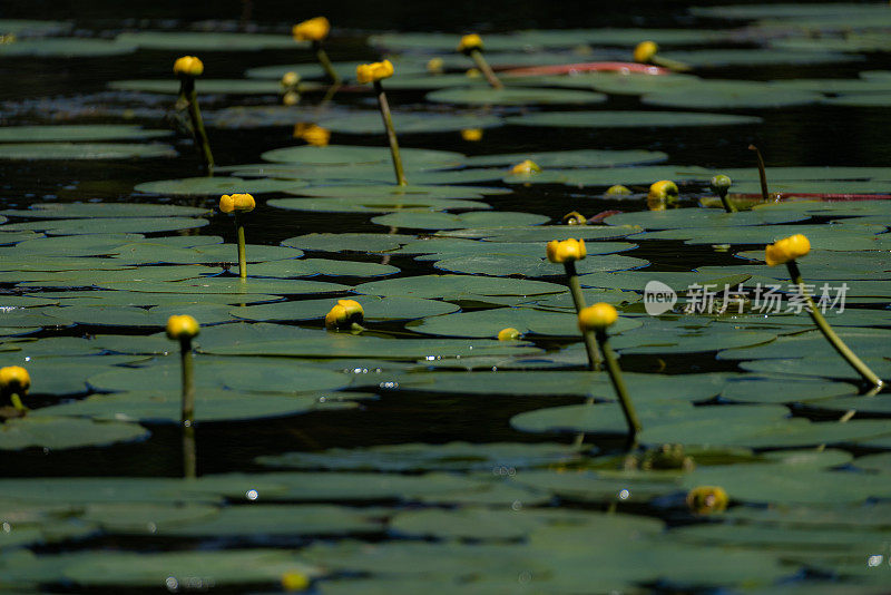 睡莲花和绿叶的形象