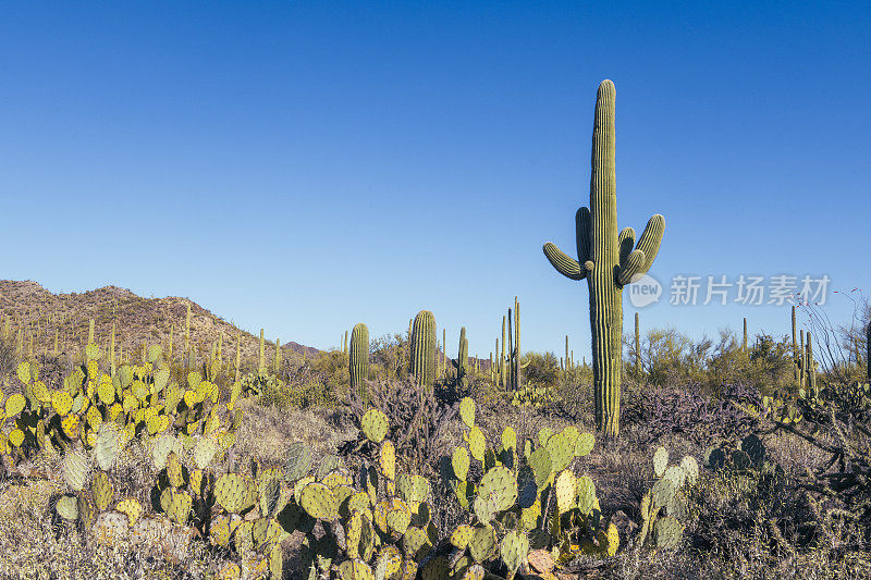亚利桑那州图森市萨瓜罗国家公园的沙漠景观