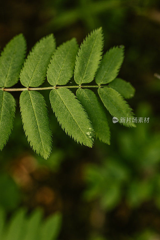 近距离拍摄森林中的植物