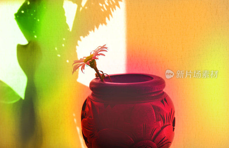复古木制花瓶与单一的花在背景投下阴影。最小的室内装饰理念。侘寂式美学