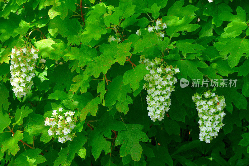 圆锥绣球花:多茎，木质，落叶灌木，有明亮的花