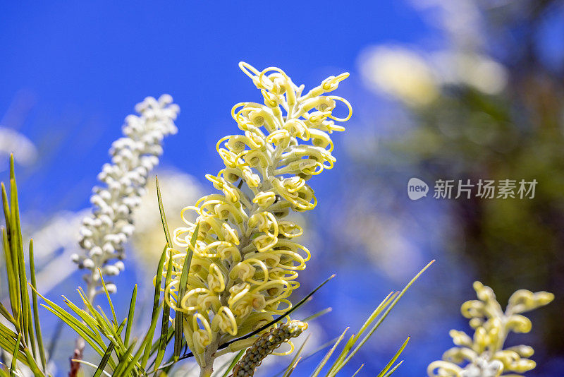 美丽的白色葛柳花和花蕾对蓝色的背景与复制空间