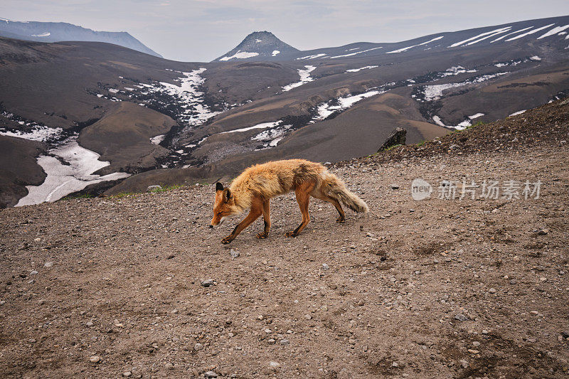 野生狐狸上火山挤压骆驼