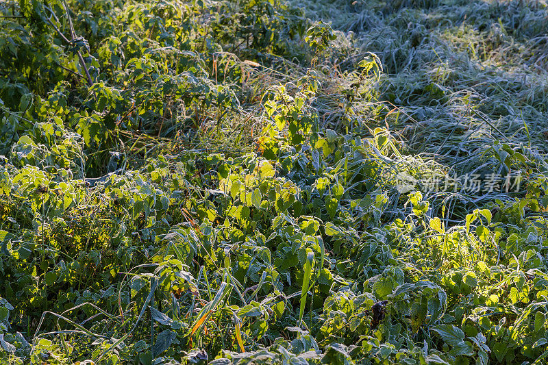 在阳光明媚的秋天早晨，荨麻和长满白霜的草地