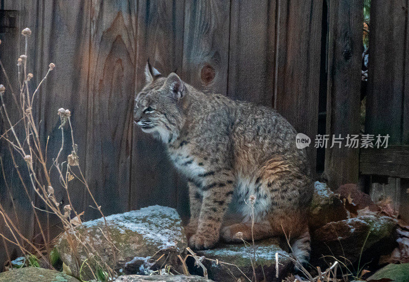 后院的大山猫