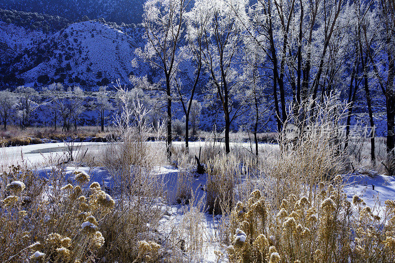 背光冰霜雪树冬季景观