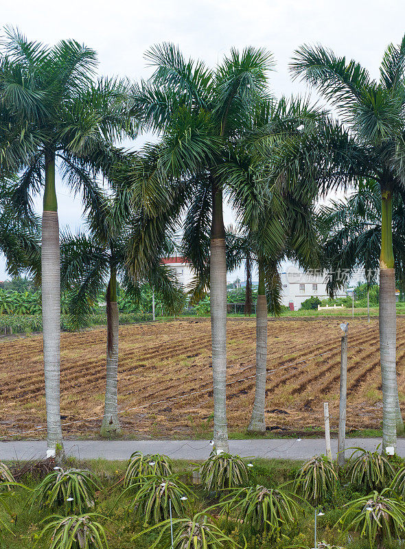 越南龙安省的乡村道路上有两排槟榔树