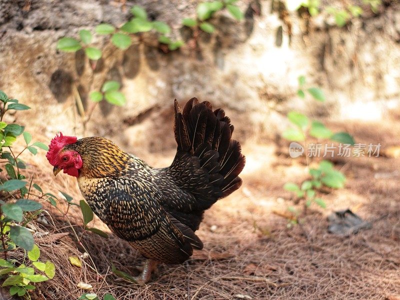 塞拉玛鸡是一种有着美丽羽毛和悦耳声音的小鸡，用于爱好和比赛