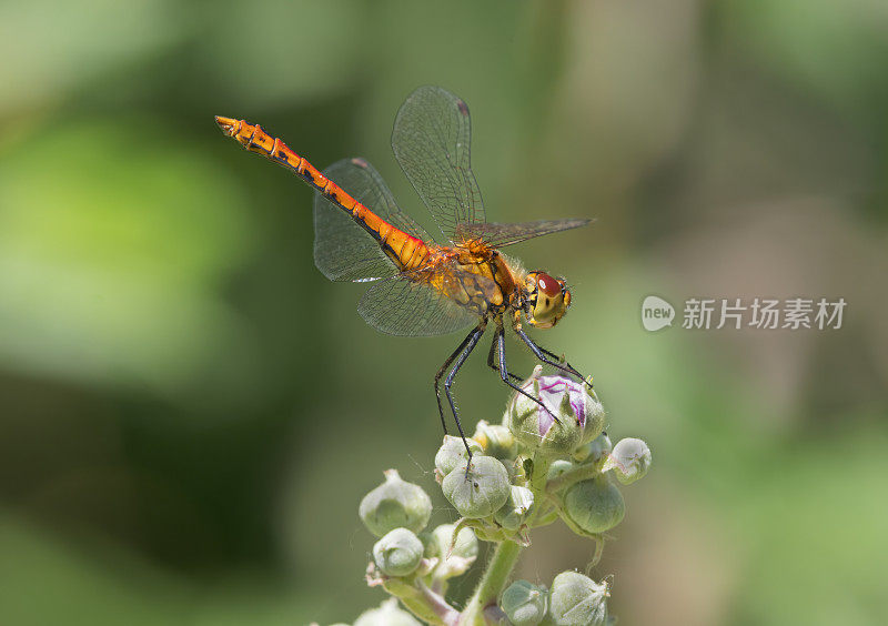 普通蜻蜓