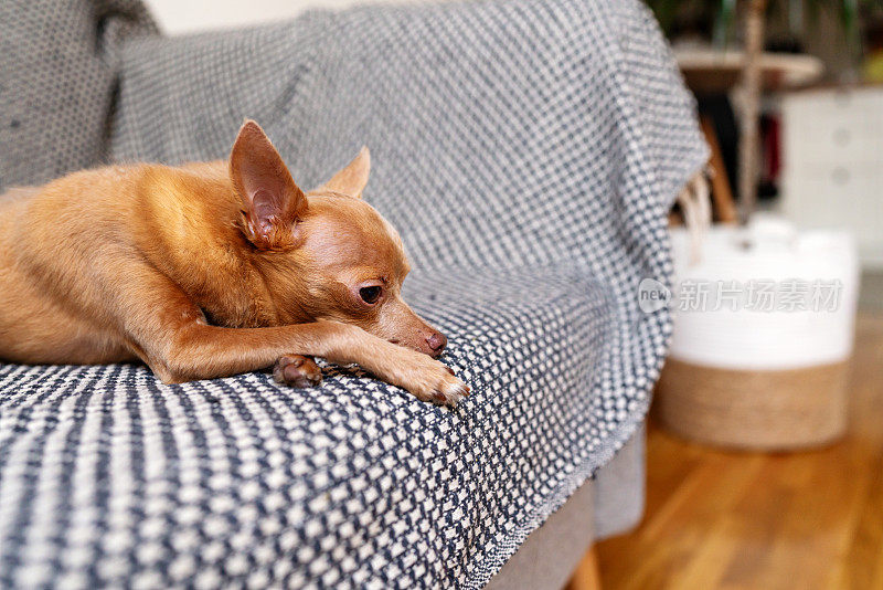 伤心的小狗玩具梗在家里的沙发上。宠物抑郁和精神疾病。