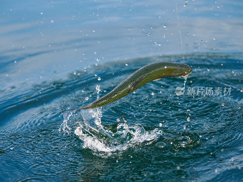 虹鳟鱼从水里跳起来