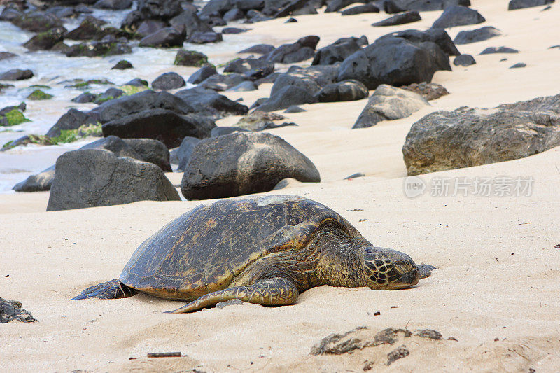 海滩上的夏威夷绿海龟