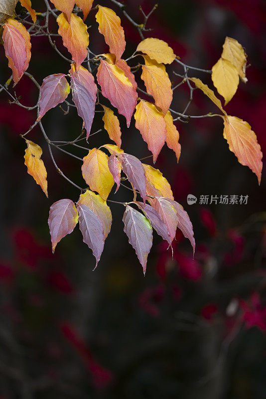 橙色树叶秋天的背景。