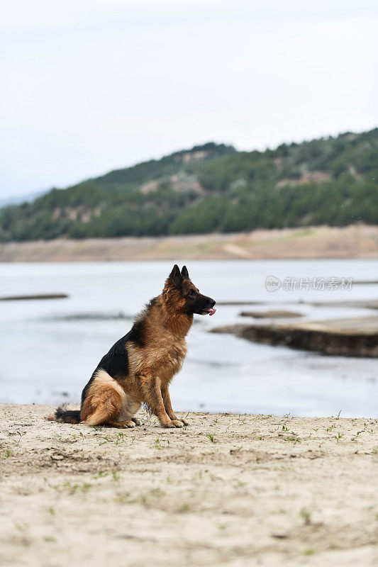 德国牧羊犬坐在外面，全神贯注地摆姿势