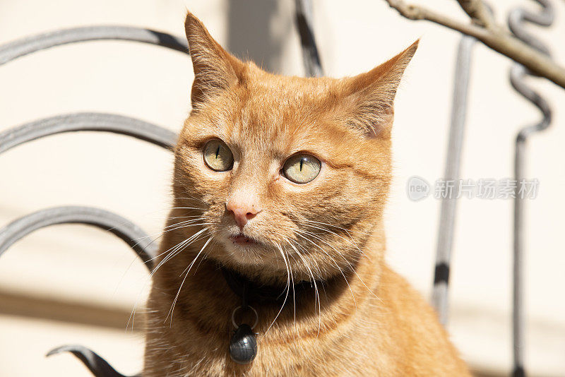 姜黄色的猫看起来很好奇