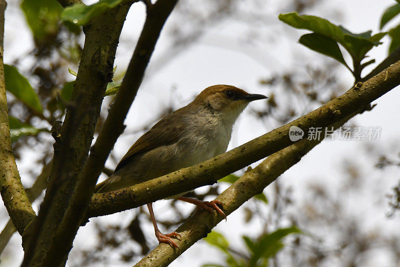 丘伯保险锁的Cisticola