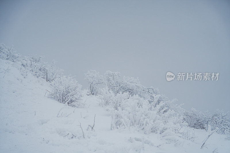 硬霜枝(雪山)