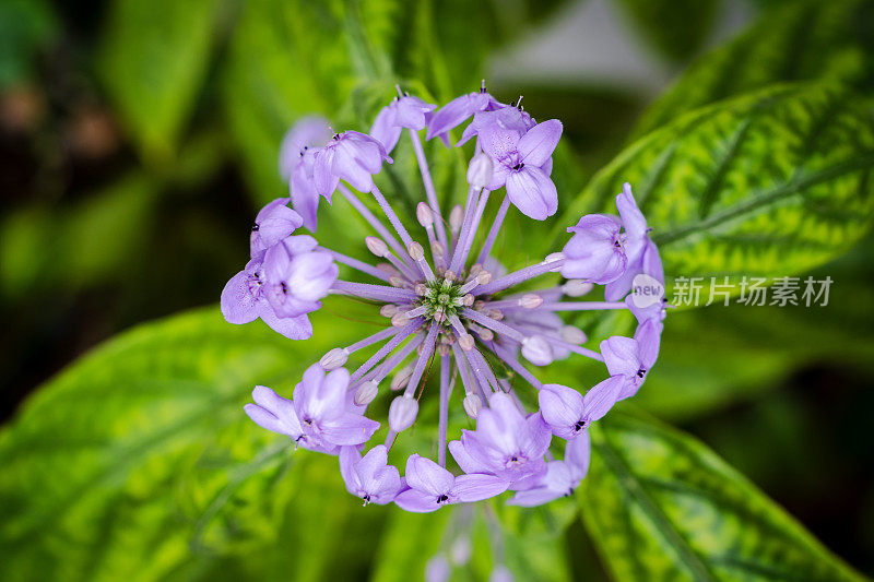 紫色紫苏花的特写。这朵花开得正盛，六瓣花瓣展得很宽。花瓣是深紫色的。