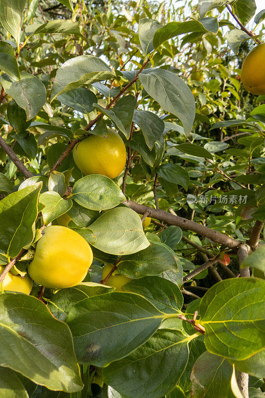 Kakibaum(龙葵)