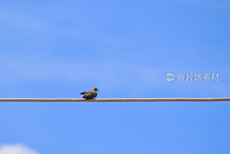 蓝天下，一只大燕子独自栖息在电线上。