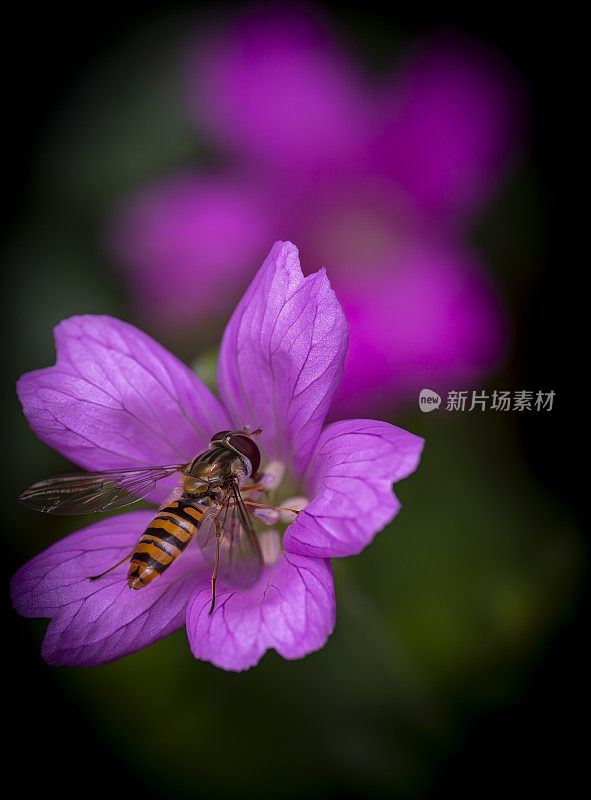 在天竺葵(鹤嘴草)花上盘旋飞翔