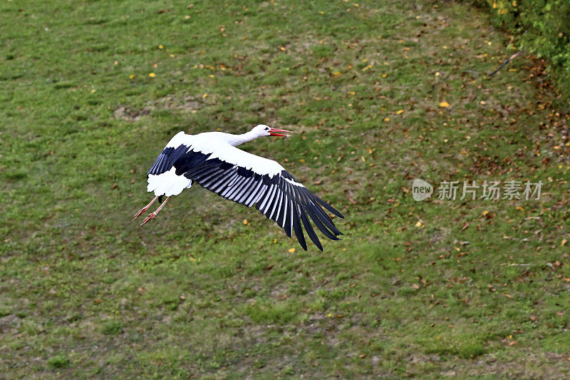 白色鹳