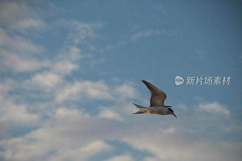 海鸥在波涛的怒吼中低飞