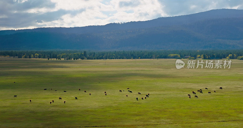 在蒙大拿州西黄石公园附近的农场上，在阴天拍摄的牛放牧