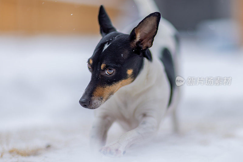 一只玩具狐梗在冬天优雅地穿行在白雪覆盖的地形上。