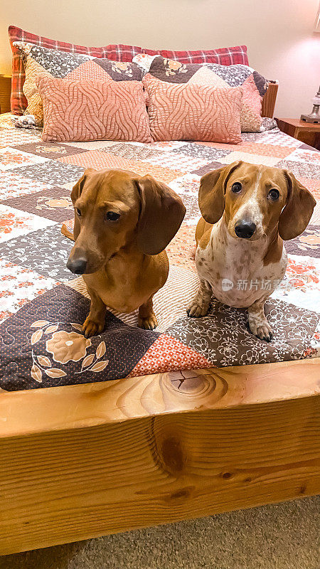 两只迷你腊肠狗在一张床上