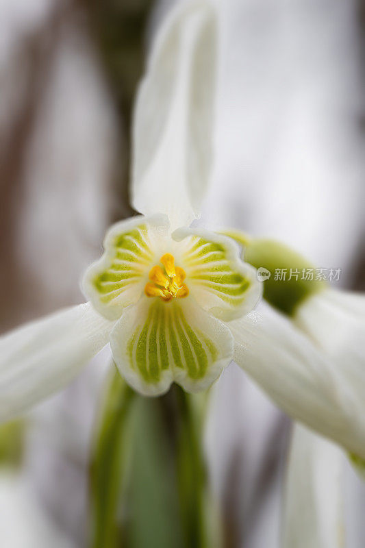 雪花莲