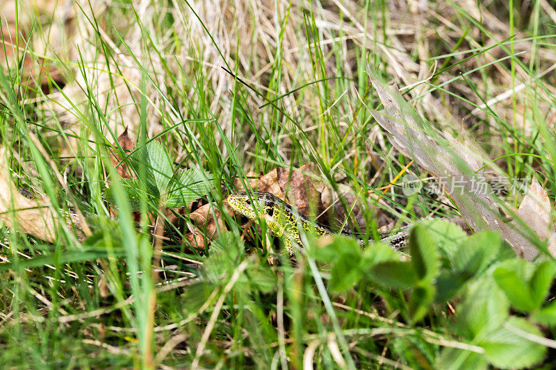 蜥蜴躲在春天的绿色灌木丛里