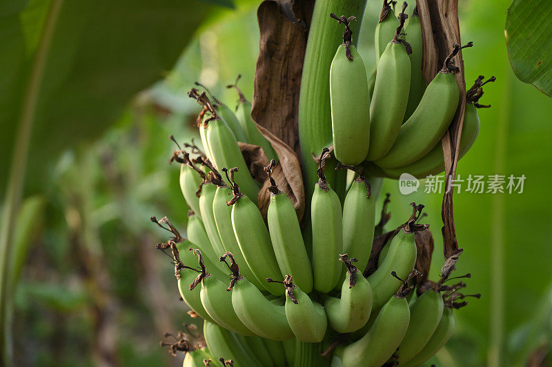 香蕉串在树上的特写