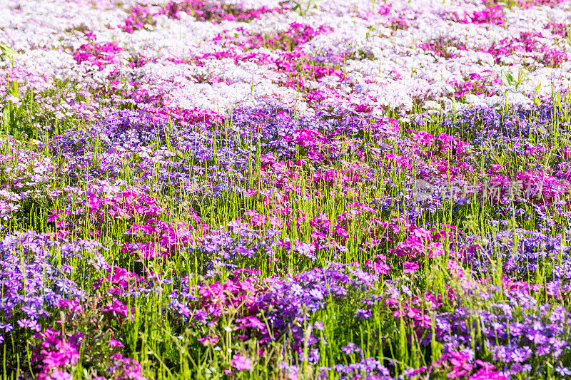 色彩缤纷的花田背景