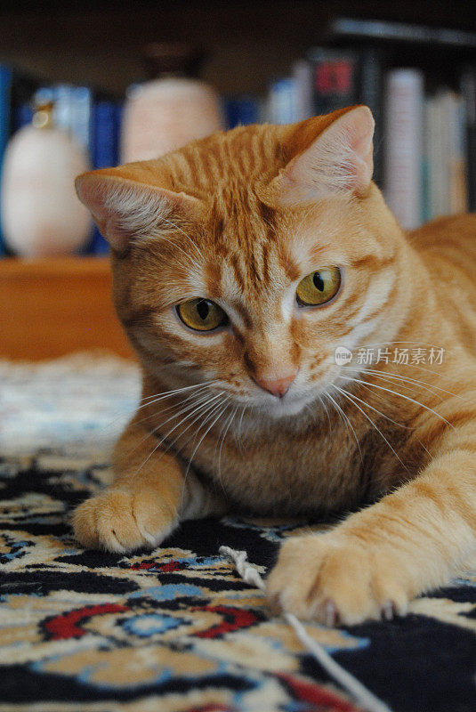 顽皮的猫魅力:条纹虎斑猫参与迷人的游戏与线在黑暗的地毯-捕捉可爱的奇思妙想的猫的顽皮和魅力