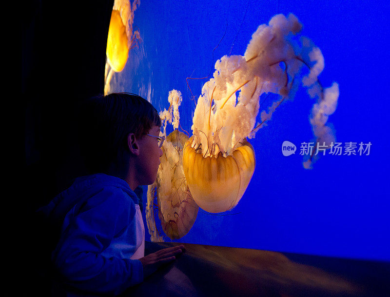 孩子在水族馆看水母