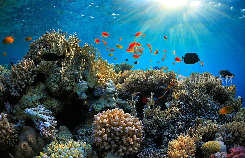 充满活力的浅海珊瑚礁周围环绕着鱼