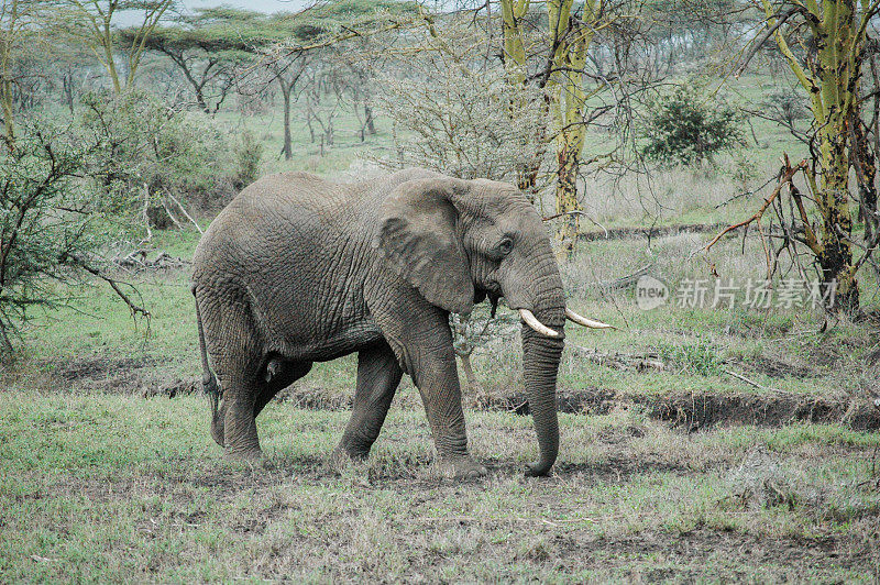 坦桑尼亚塞伦盖蒂大草原上行走的大象。