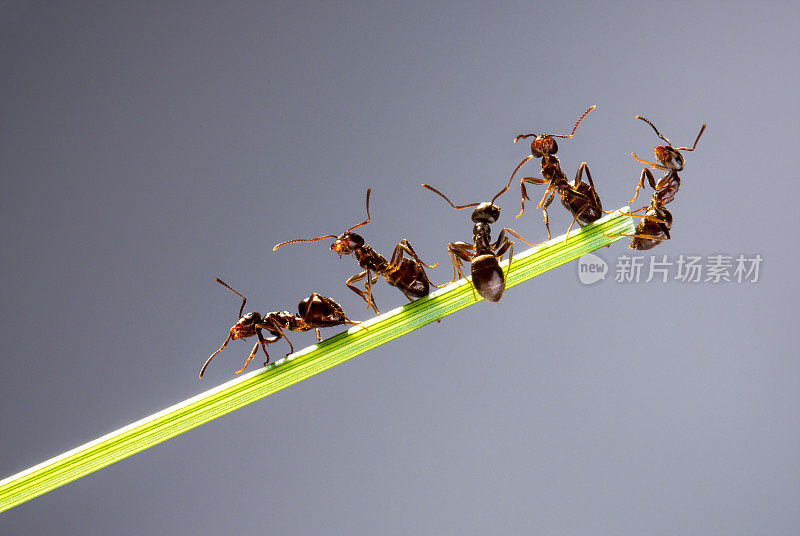 团队的蚂蚁。