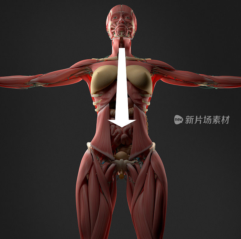女性腹部解剖模型显示消化或消化不良。