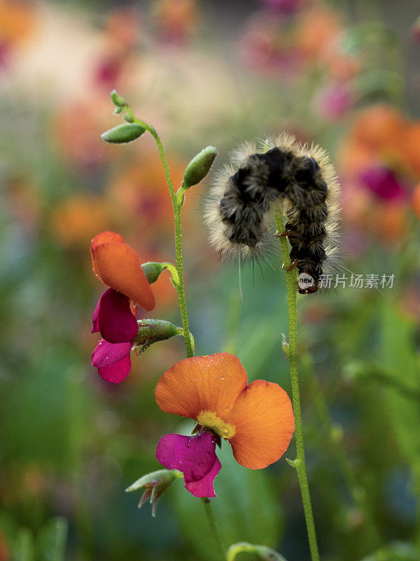 斑马蛾毛虫在豌豆野花中吃光秃秃的茎秆
