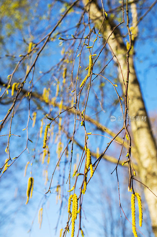 在春天的阳光下，新鲜的桦树叶子和金色的芽