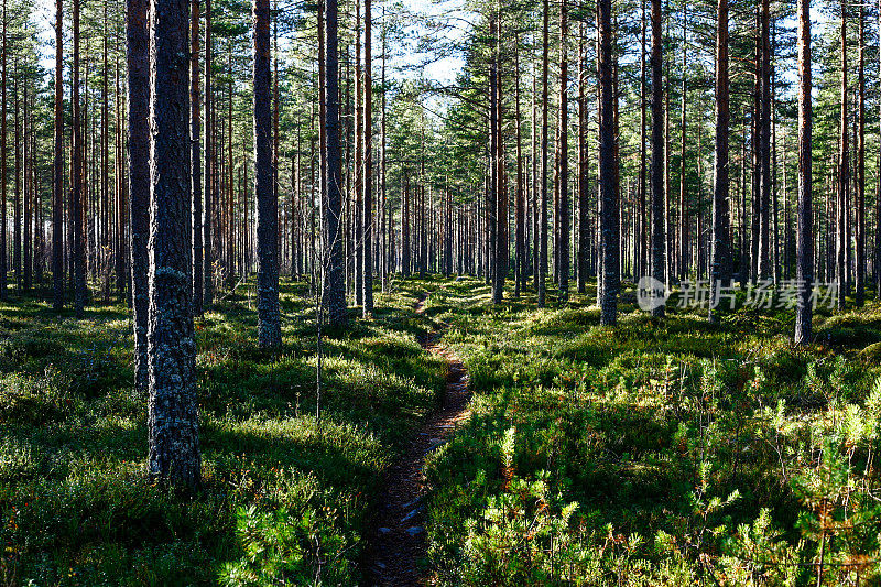 芬兰北部的常绿森林。