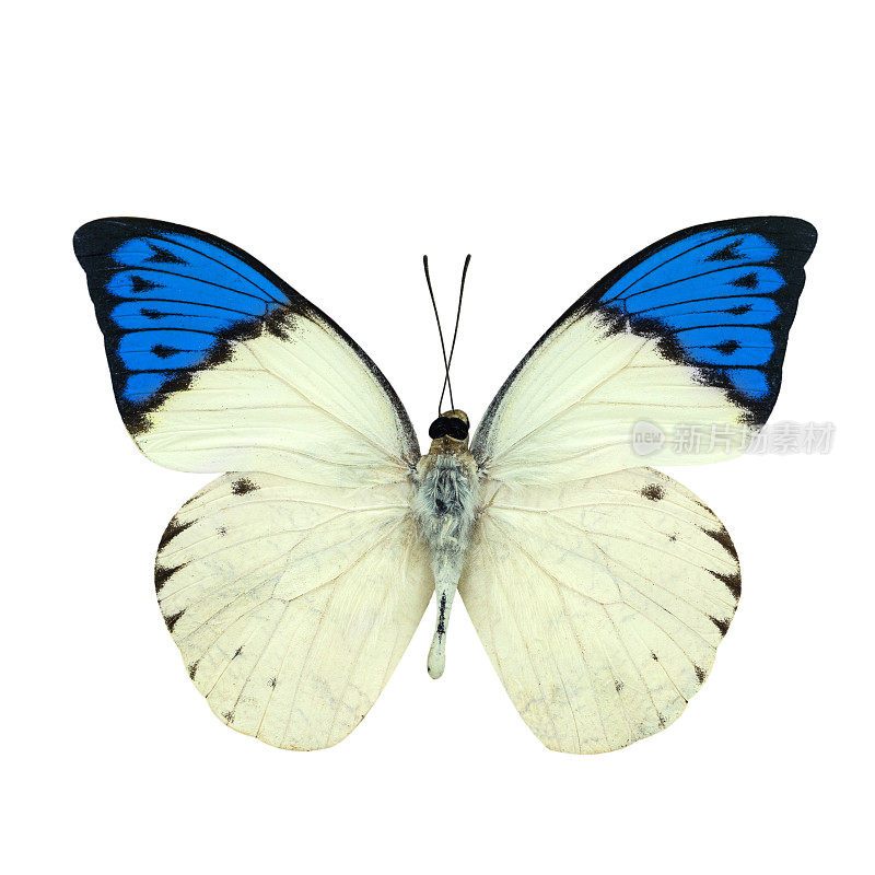 大蓝尖蝶孤立在白色
