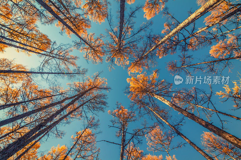 仰望着树木和湛蓝的天空