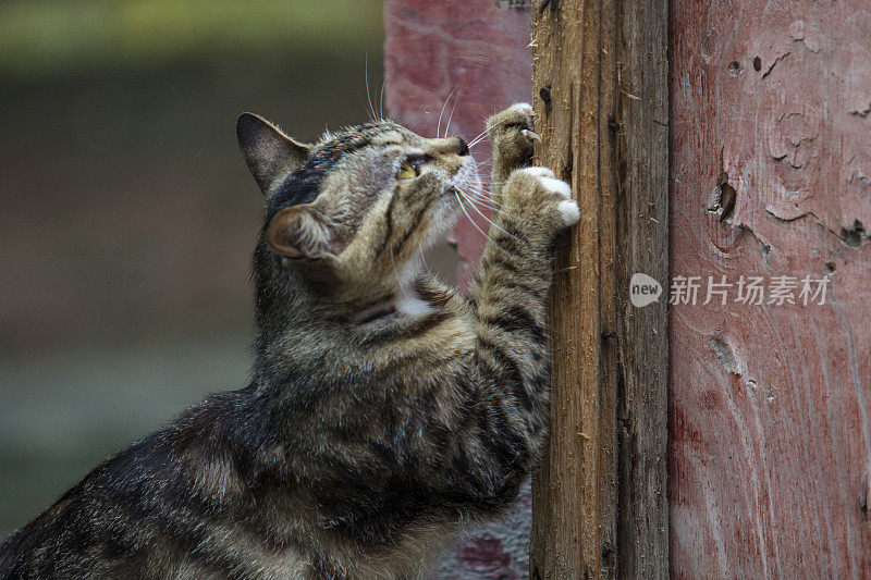 小猫抓木门
