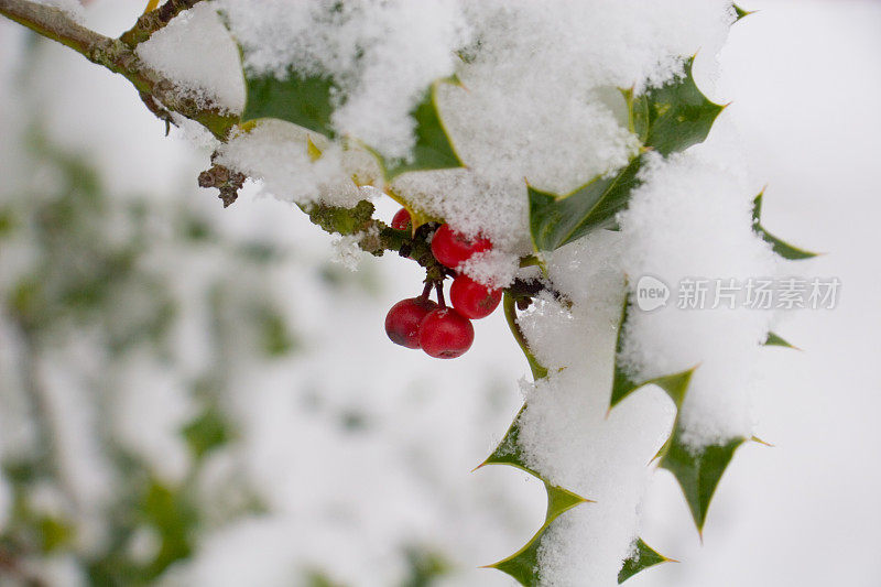 冬青莓与雪