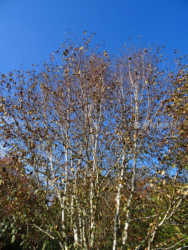 白桦树，白色树皮(桦木)，秋天