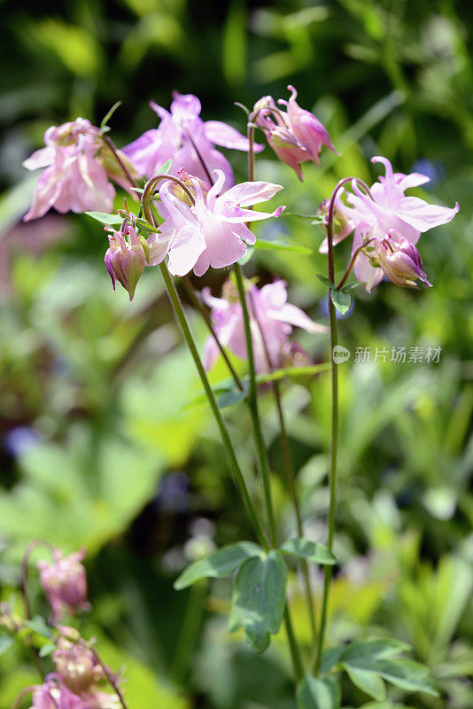 花坛上的粉白色耧斗菜花