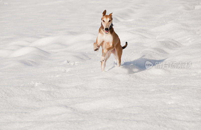 雪地里的Lurcher